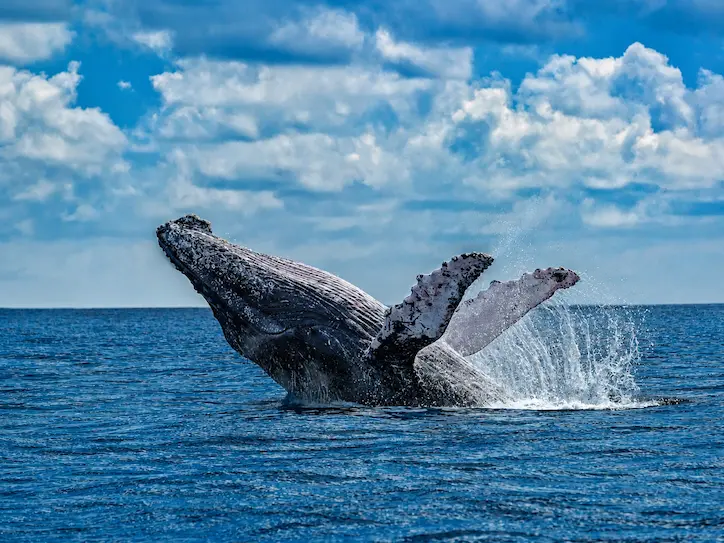 Humpback whale breaching off Gorgona Natural Park, Colombian Pacific