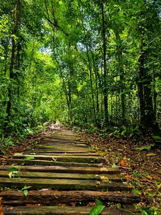 Rainforest trail on Gorgona Island